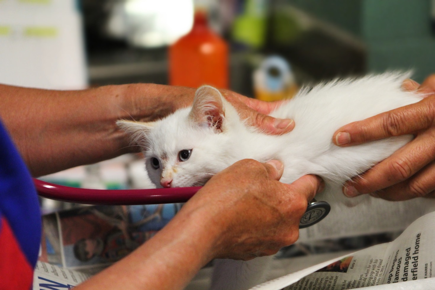 Common Health Issues in Exotic Pets and How to Handle Them